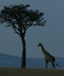 Acacia Giraffe