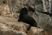 Cabo Sea Lion