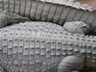 Cuddling Crocs 