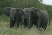 Elephants Mingling 