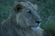 Lion Profile 