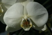 Orchid Satin Full 