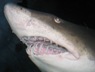 Shark Close-up 