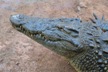 South Africa Croc