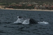 Whale Tail 4 