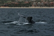 Whale Tail 6