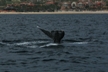 Whale Tail 7