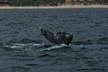 Whale Tail 8