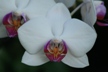 White Pure Color Orchid 