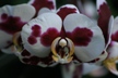 White Purple Orchid 